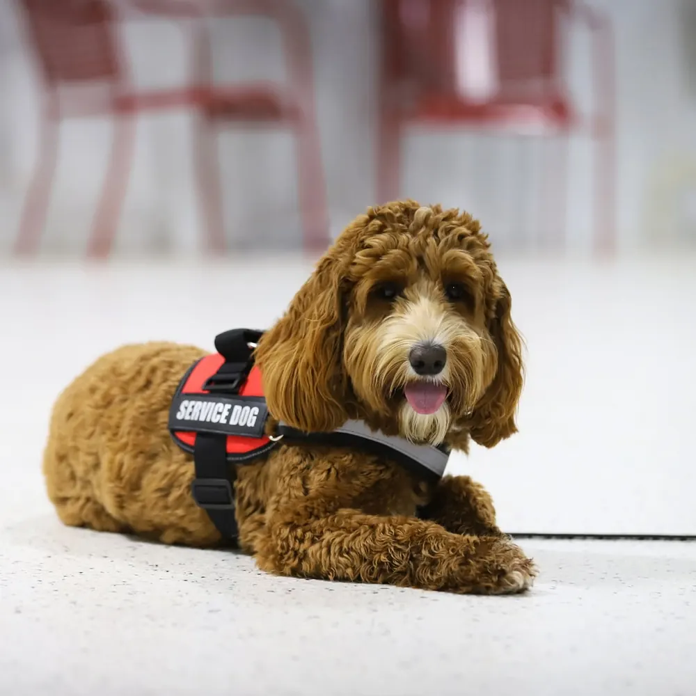 A brown doodle in a red service dog vest lying down calmly during training in Ohio