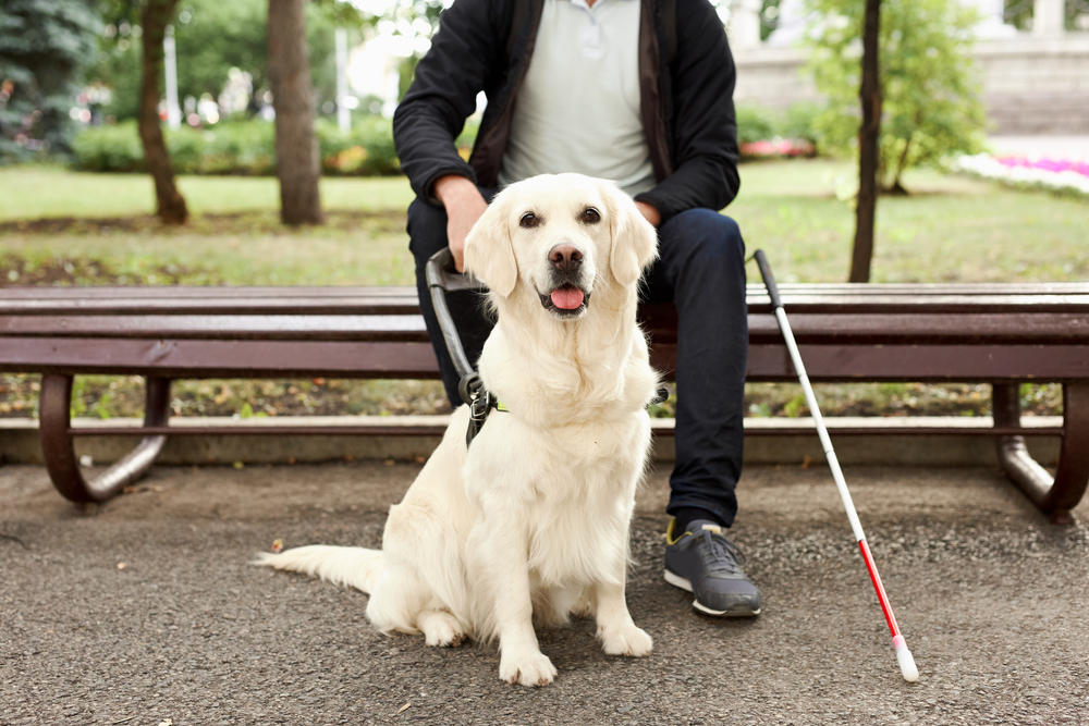 A golden retriever service dog sitting beside its handler on a park bench