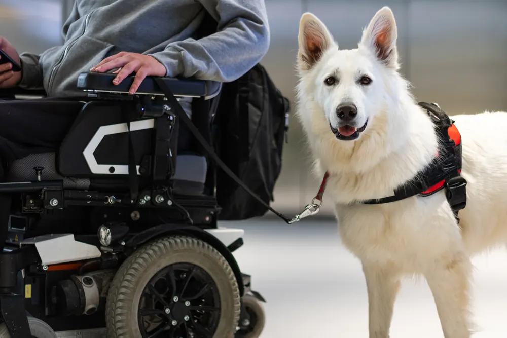 A white shepherd service dog in a red harness working beside a person using a power wheelchair