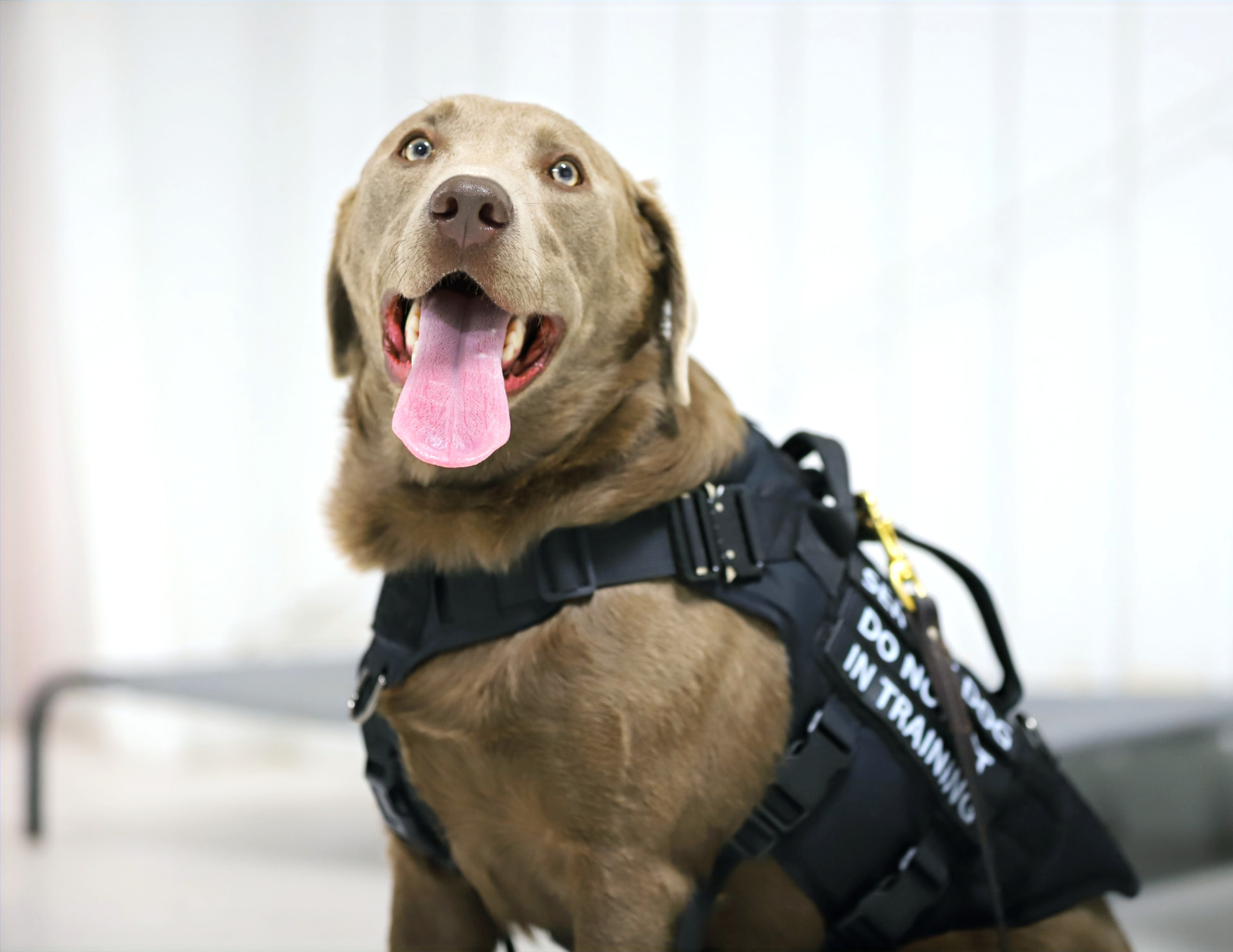 A brown Labrador wearing a 'service dog in training' harness
