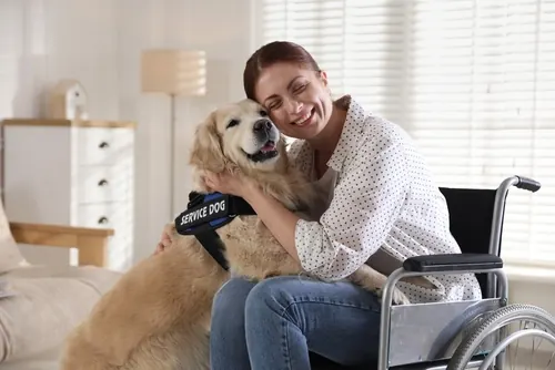A woman in a wheelchair smiling and hugging a golden retriever wearing a blue 'service dog' vest