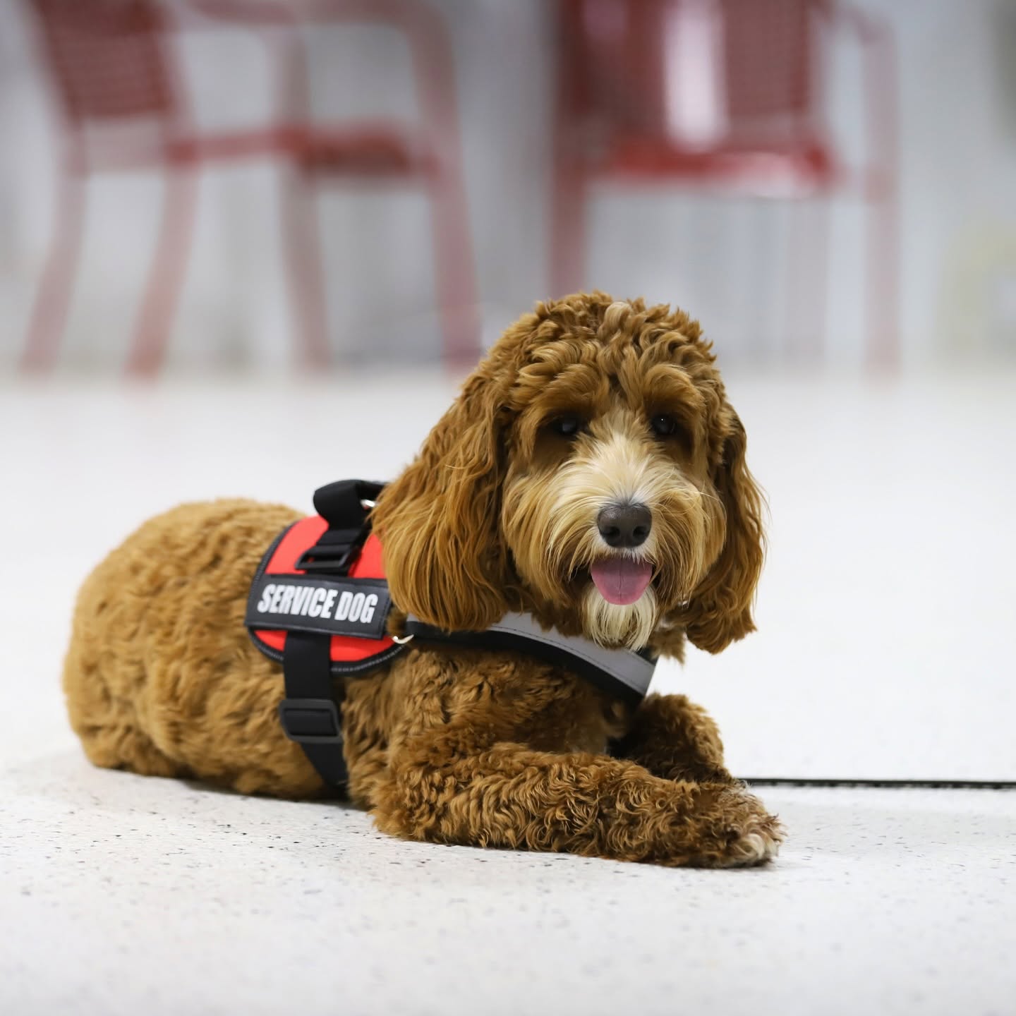 A brown doodle in a red service dog vest lying down calmly during training in Ohio